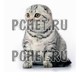 Шотландская вислоухая