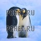 Птицы
