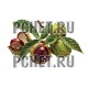 Каштан
