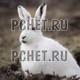 Белый заяц
