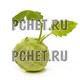 Кольраби
