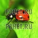 Нет